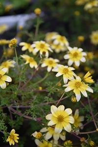 Bidens ferulifolia Spotlight